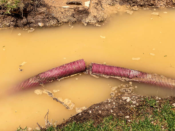 Best Mold removal after water damage  in Eastwood, MI