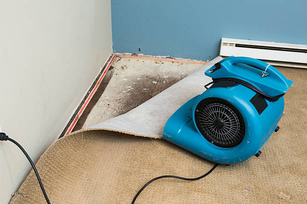 Best Flood damage cleanup  in Eastwood, MI